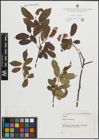 Foto von Salix pentandra L.